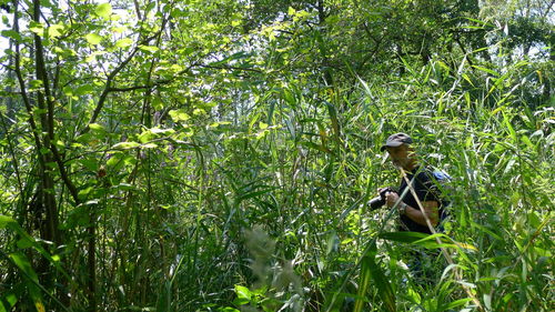 View of bird in forest