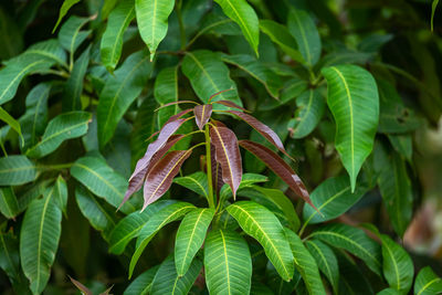 Close-up of fresh green leaves
