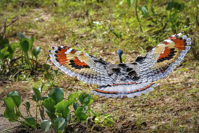 Close-up of butterfly on field