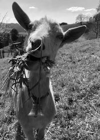 Close-up of horse on field