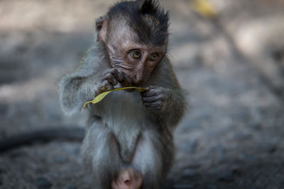 Portrait of monkey eating outdoors