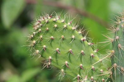Close-up of cactus plant