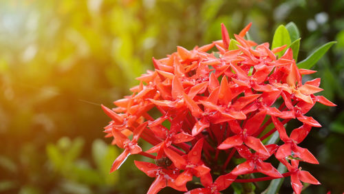Close-up of red flowering plant