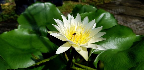 Close-up of water lily