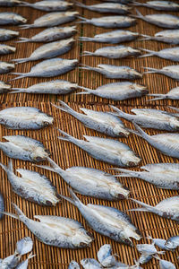 High angle view of fish on metal