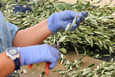 Midsection of woman holding leaves