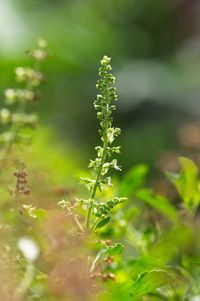 Close-up of plant growing on field
