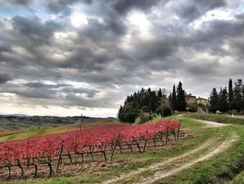 Scenic view of vineyard against sky