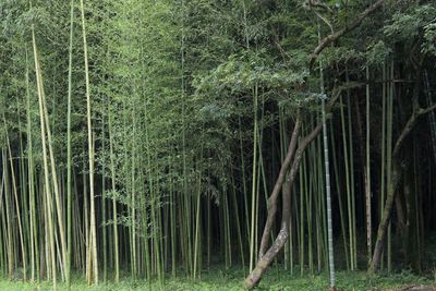 Bamboos and trees growing on field