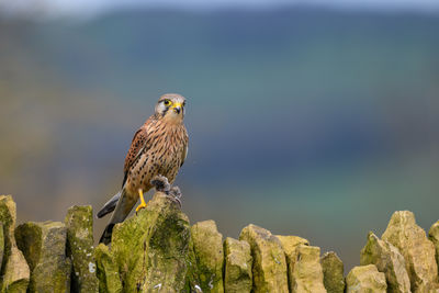 Male kestrel, falco tinnunculus, perched on a dry stone wall