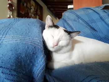 Close-up of cat relaxing on blanket