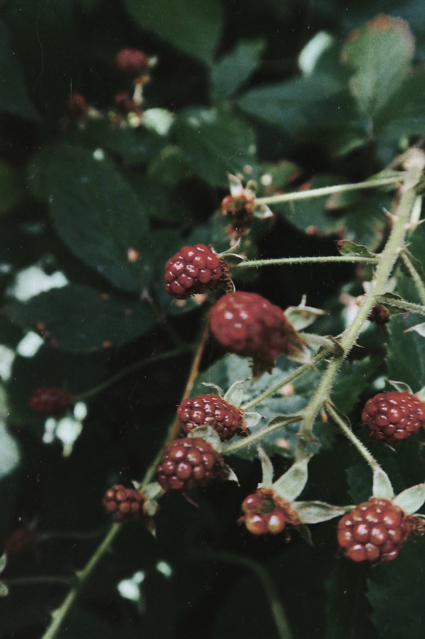 CLOSE-UP OF BERRIES GROWING ON PLANT