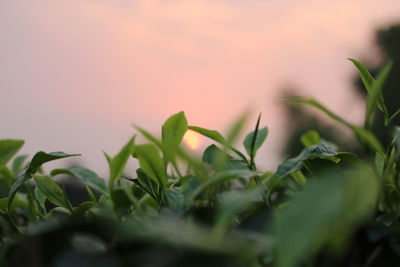 Close-up of fresh green tea plant in field