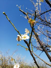 Low angle view of white flowers on branch