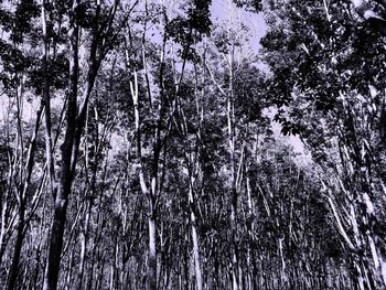 Low angle view of trees in forest during winter