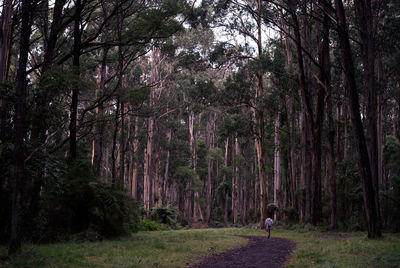 Trees in forest