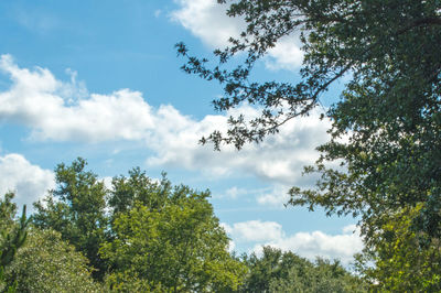Low angle view of trees against sky