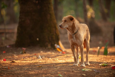 Dog standing on field