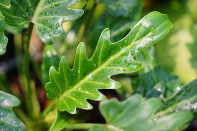 Close-up of wet plant leaves