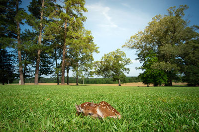 Deer sleeping on grassy field against trees