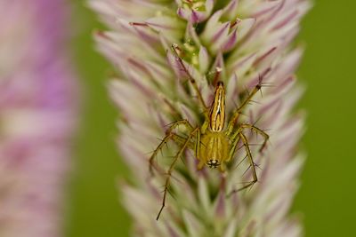 Close-up of insect on flower