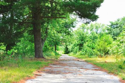 Road amidst trees in forest