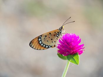 Close-up of butterfly pollinating on pink flower