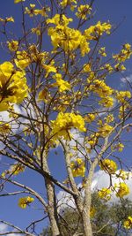 Low angle view of yellow flower tree against sky