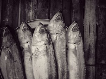 Close-up of fish for sale