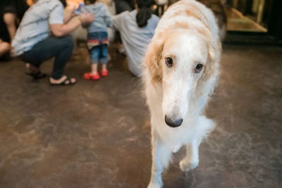 Low section of woman with dog standing on floor