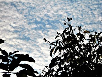 Low angle view of silhouette tree against sky