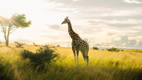 Giraffe in uganda's murchison falls national park, silhouetted against the radiant sun. 