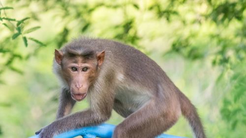 Close-up of monkey on tree