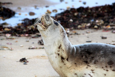 Close-up of a seal pup on the beach