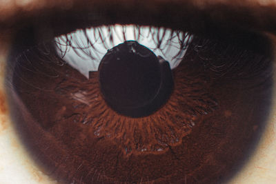 Close-up of human eye