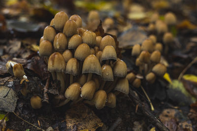 nature