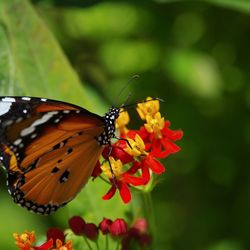 Close-up of butterfly pollinating on flower