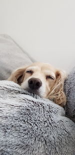 Dog relaxing indoors