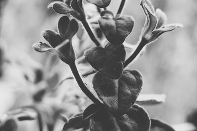 Close-up of berries growing on plant