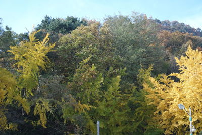 Trees growing in forest during autumn