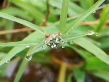 Close-up of wet plant