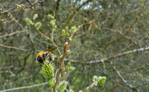 Close-up of bird perching on branch