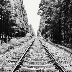 Railroad tracks amidst trees