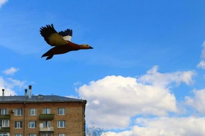 Low angle view of birds flying in sky