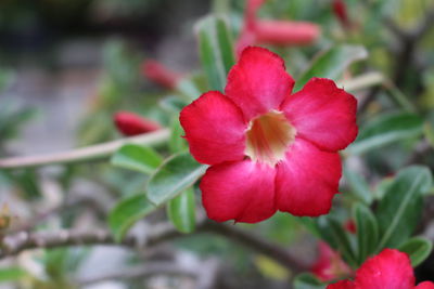 Close-up of red flower blooming outdoors