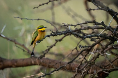 Bird perching on branch