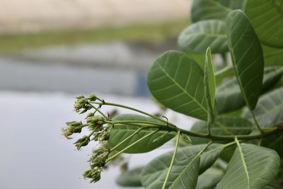 Close-up of green leaves on plant