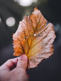 Close-up of hand holding dry leaf