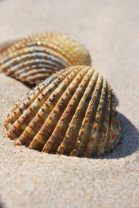 Close-up of crab on sand at beach