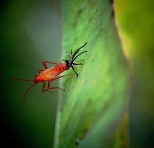 Close-up of insect on leaf